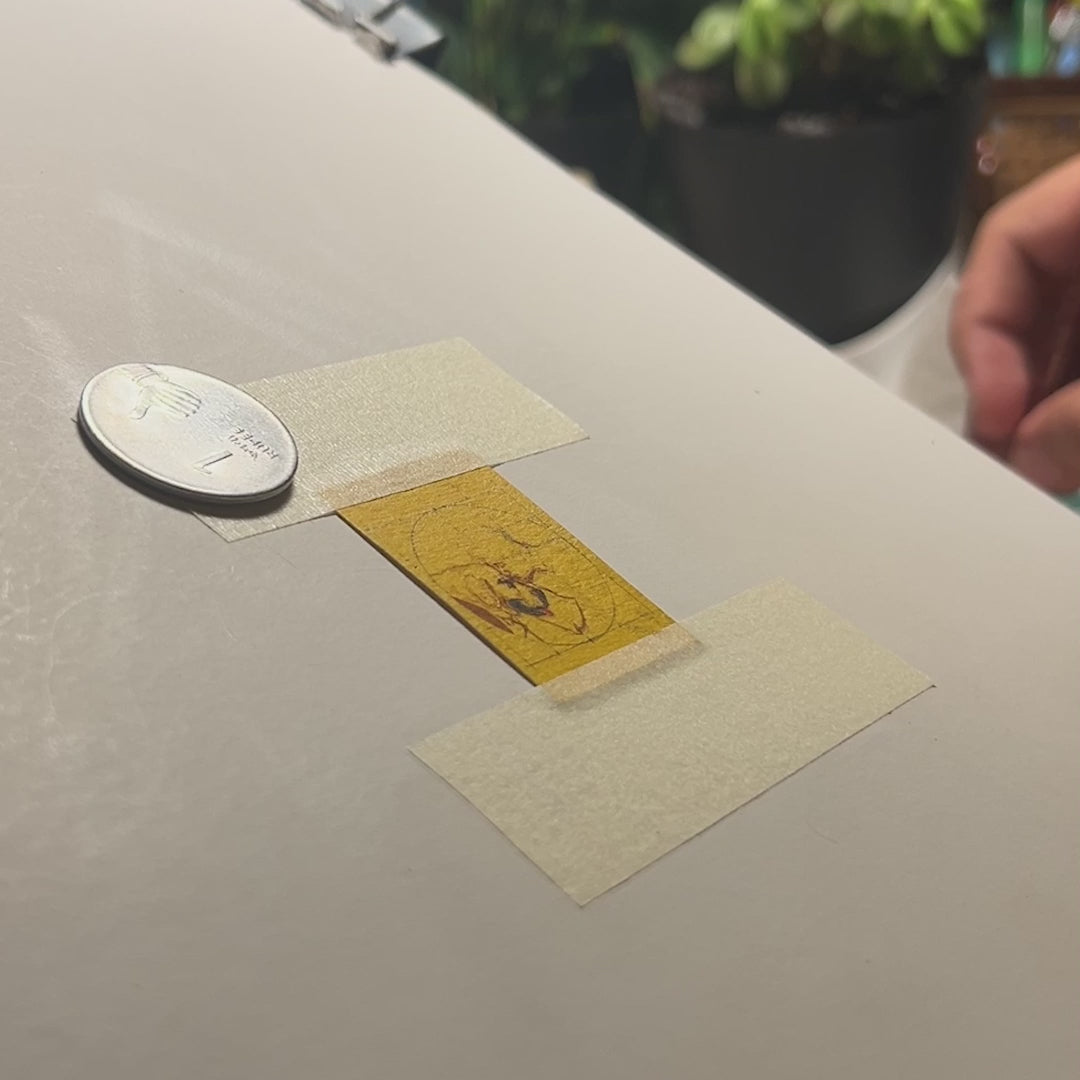24-second behind-the-scenes video revealing intricate miniature portrait creation: artist's hand wielding finest brush to craft tender scene of owner kissing dog's forehead, painted area smaller than adjacent one-rupee coin. Meticulous brushwork on naples yellow canvas showcases true scale, where loving details fit within artist's thumbnail size, demonstrating the precision required for these artisan keepsakes enhanced with jewel-like finish.